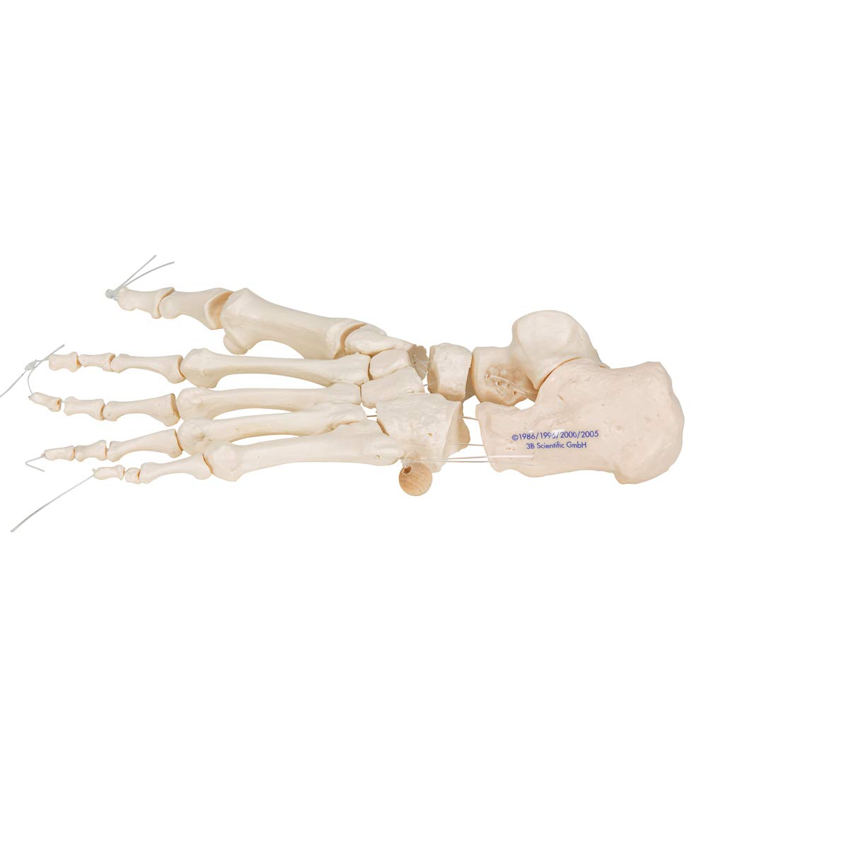 3B Scientific A30/2L, A30/2R Scheletro del Piede su Filo di Nylon, Non Fisso + software gratuito di anatomia - 3B Smart Anatomy