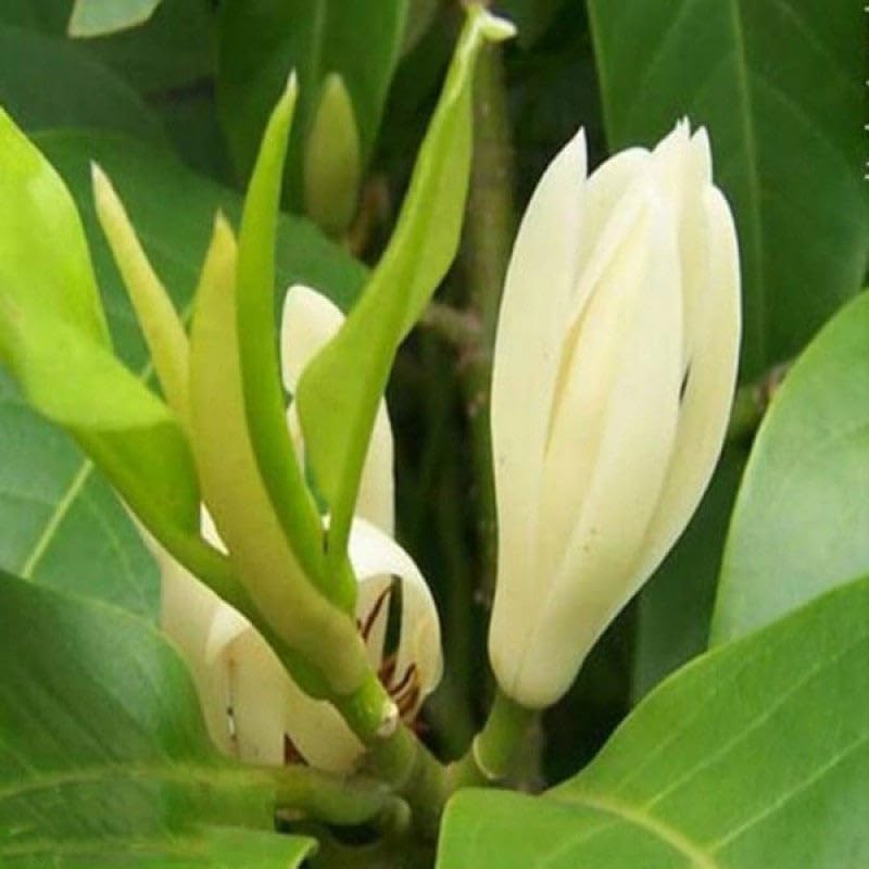 White Champaca/Magnolia alba (Grafted) - Perfuming Plants (B0CX9F3RDP) Amazon Price History, Amazon Price Tracker