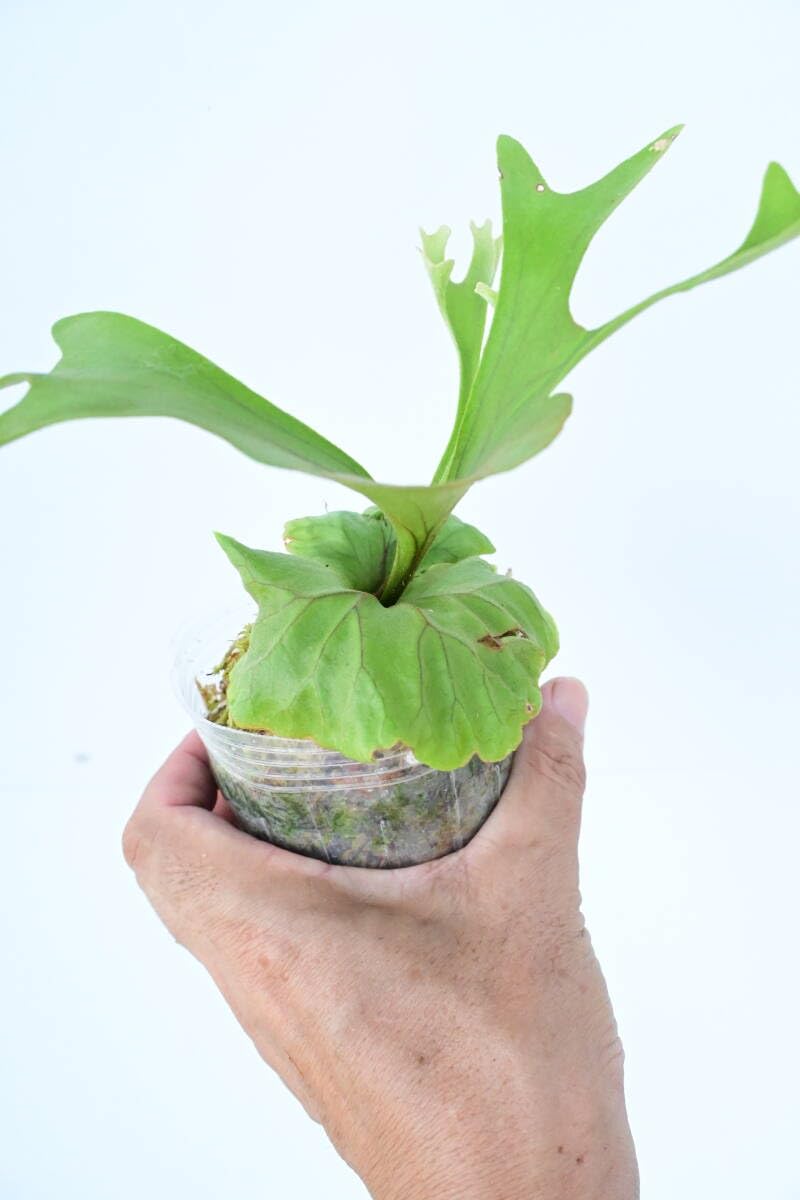 リドレイ(P. Ridleyi ) P. ridleyi dwarf 'Silver' 通常のリドレイドワーフより矮性