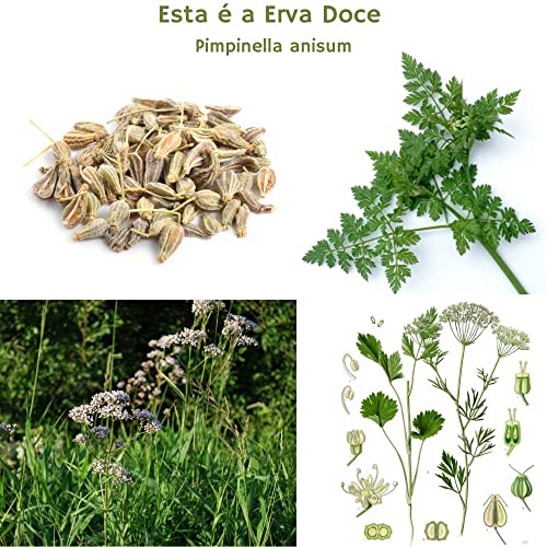 Erva Doce Funcho Chá Orgânico Campo Verde 10 sachês