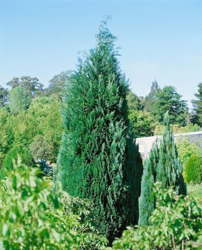 Chamaecyparis lawsoniana 'Alumii' 125-150 cm - Blaue Säulenzypresse, immergrün, ideal als Hecke oder Solitär, winterhart, pflegeleicht