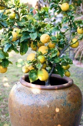 EdensField Tropical Rare Hybrid" Kagzi Lemon" Dwarf Variety Live Plant - 1 Plant New (B09L7R1WW2) Amazon Price History, Amazon Price Tracker