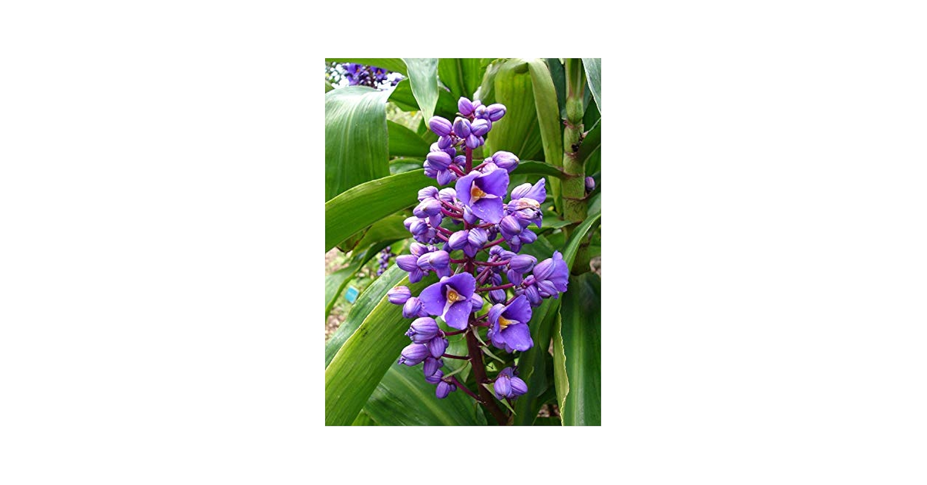 Amazon.com : Hawaiian Tropical Blue Purple Ginger Plant Root