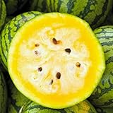 TomorrowSeeds - Mountain Sweet Yellow Watermelon Seeds - 100+ Count - for 2026 Planting Bright Yellow Flesh Open-Pollinated USA Fruit Garden Sweet Citrullus Sugar Melons Grow Your Own Home Farm Patio