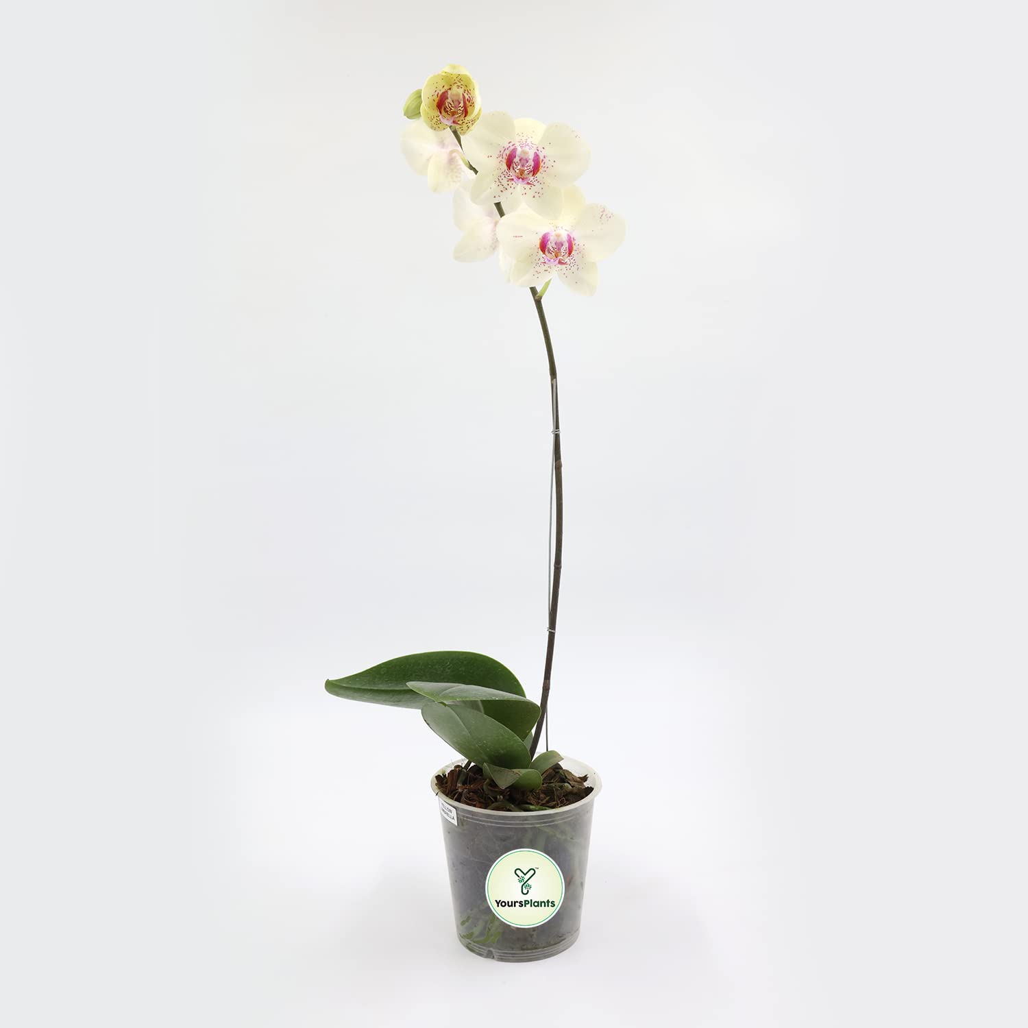 Orchid (Phalaenopsis) Live Plant | Potted plant, Orchid/1 stem assorted colours, 12 cm Live Plants (White&Yellow) (B0BN1GCYRX) Amazon Price History, Amazon Price Tracker