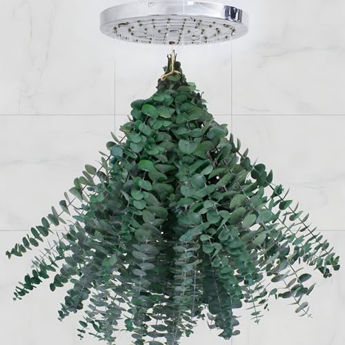 CENELO Bulk Pacage Lot de 30 tiges d'eucalyptus séchées pour douche, tiges d'eucalyptus véritables de 43,2 cm, tiges de feuilles d'eucalyptus 100 % naturelles et plantes de douche aromatiques,