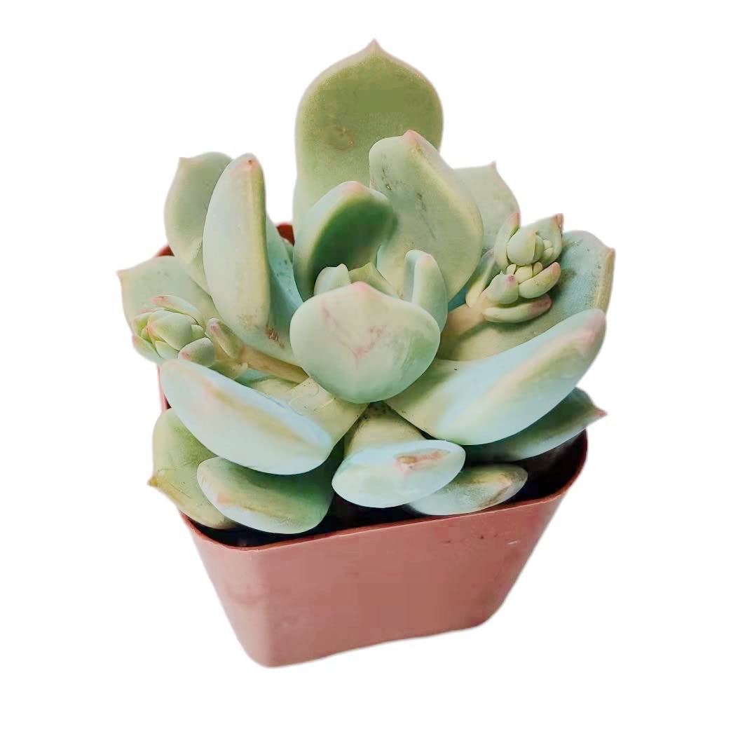 outdoor plant pots extra large Brooke Planter Campania International, Ash