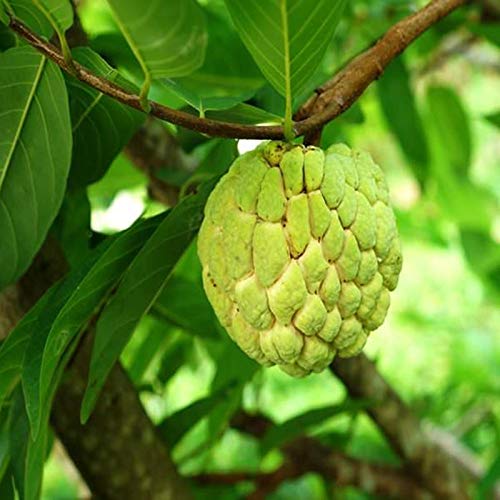 PlantaZee Greenish valley Sweet Rare" Custard Apple - Sugar apple" Fruit Plant (1 Healthy Live Plant) (B07L58LVV4) Amazon Price History, Amazon Price Tracker