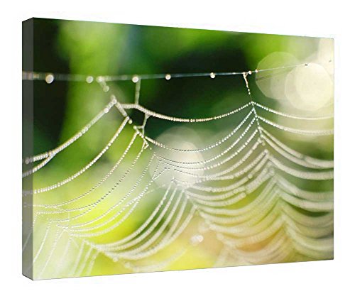 Toile d'araignée macro impression sur toile haut de gamme avec cadre en bois véritable 40x50