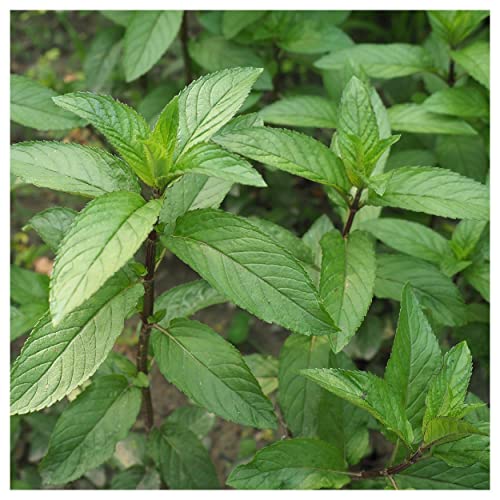 Everwilde Farms - 2000 Peppermint Herb Seeds - Gold Vault Jumbo Seed Packet #TOP4