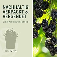 GARTEN SCHLÜTER® Brombeere 'Navaho®' (dornenlos) - 2 Liter - Topf - 80 cm – Ansicht 3