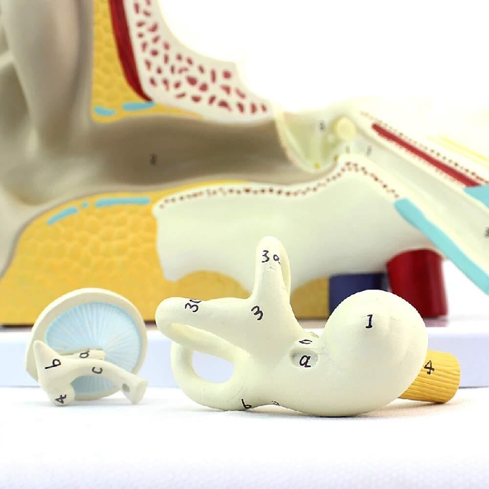 Model anatomiczny ucha ludzkiego, model ucha, anatomia ucha, model labiryntu ucha wewnętrznego Otolaryngologia, model słuchowy człowieka
