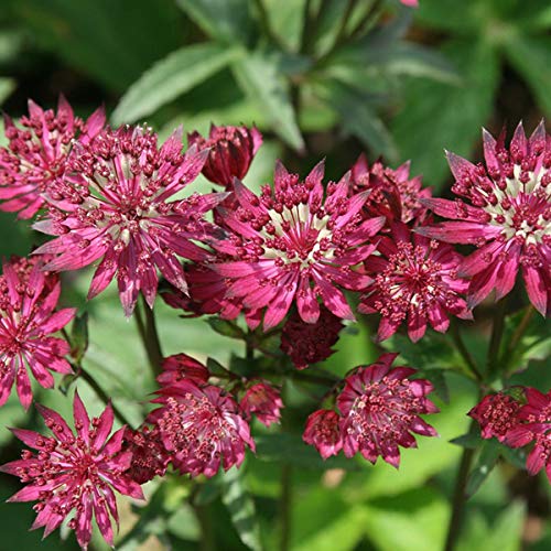 6 x Astrantia Major 'Ruby Wedding' Large Astrance 'Ruby Wedding'  Bucket 9  x 9 cm : Amazon.com.be: Garden