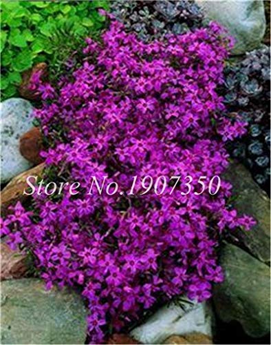 Misto Phlox Fiore Semente 120 Pz Pianta Phlox Fiore Phlox Drummondii Così rara ezza Il tuo giardino: 2