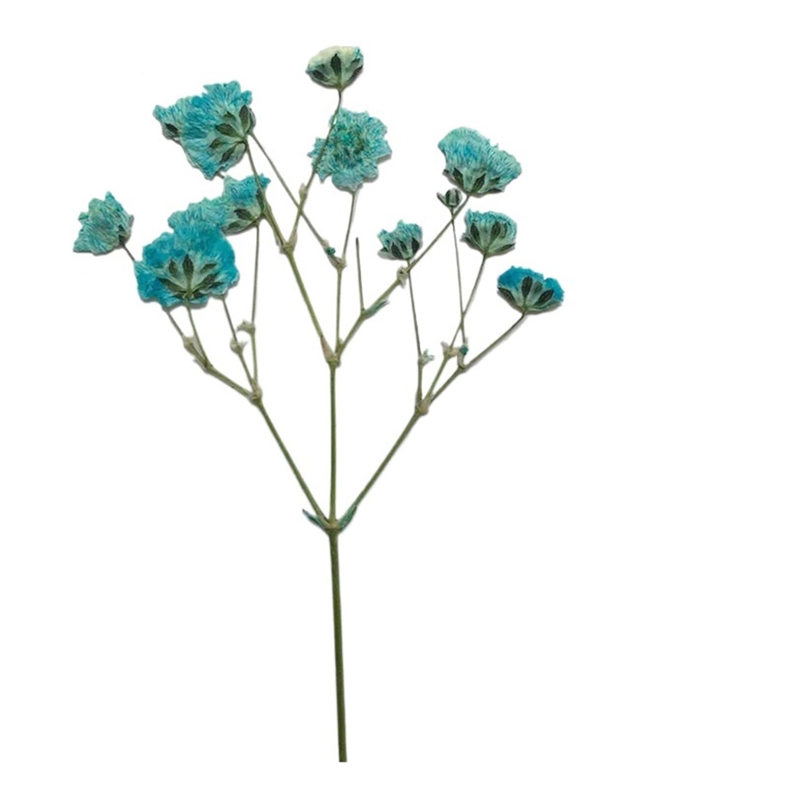 WJIAYAO dried gypsophila flowers 100 Pieces of Baby's Breath Plant Specimens DIY Handmade Bookmark Pressed Flower Material Kit Dried(Color1)