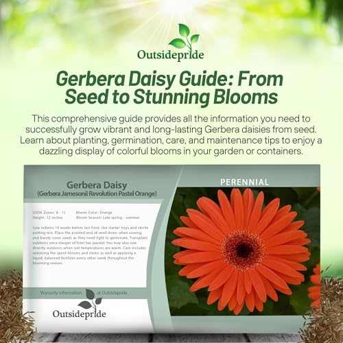 image for Outsidepride Pastel Orange Gerbera Seeds - 10 Pcs Perennial, Compact &