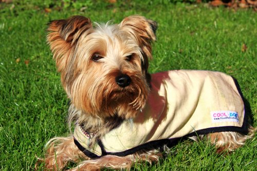 Prestige Cool Manteau pour Chien Taille XS (Jaune)