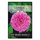 Sow Right Seeds - Luminosa Zinnia Flower Seeds for Planting - Non-GMO Heirloom Packet with Instructions to Grow - Heat & Drought Resistant - Huge Pink Blossoms - Beautiful to Plant in Your Garden (1)