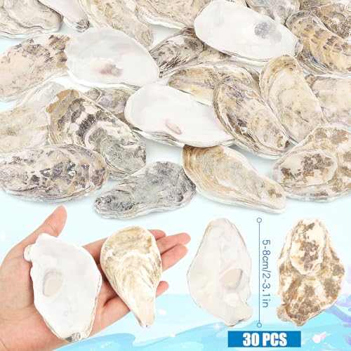 TaoQ C Austernmuscheln, 5,1 cm - 7,6 cm, kleine Austernmuscheln, natürliche Austernmuscheln zum Basteln, Strand-Mottoparty, Aquarium- und Vasenfüller, Heimdekoration, 30 Stück