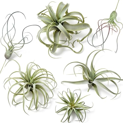 HO2NLE 6 Pcs Artificial Air Plants Fake Flocked Bromeliads in 5 Sizes
