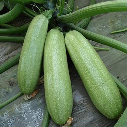 XdiseD9Xsmao 50Pcs Squash Zucchini Seeds, Garden Farm Roof Summer Nutritious Vegetable Plant Zucchini Seeds