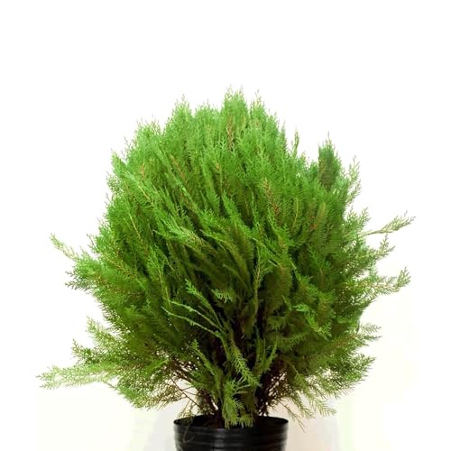 Genérico, Muda de Tuia Bola 50 a 80cm AMK - Plantas Online