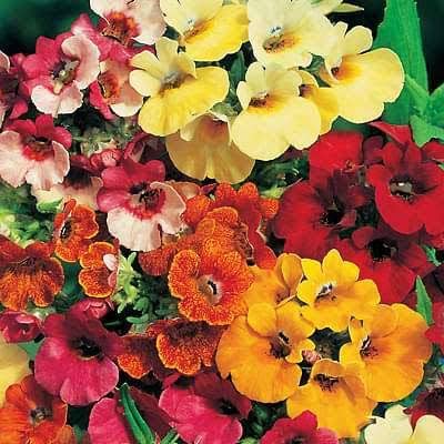 See full amazon price history chart for Audbhidhi Flower Seeds | Nemesia F1 Hybrid Flower Seeds 100% Germination For home Gardening (50 SEEDS ) Audbhidhi Flower Seeds | Nemesia F1 Hybrid Flower Seeds 100% Germination For home Gardening (50 SEEDS ) (B09LR4YLWZ) Amazon Price History, Amazon Price Tracker