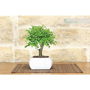 Iep bonsai in witte vierkante pot cm. 15