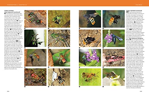 Hymenoptera: The Natural History and Diversity of Wasps, Bees and Ants - Image 11