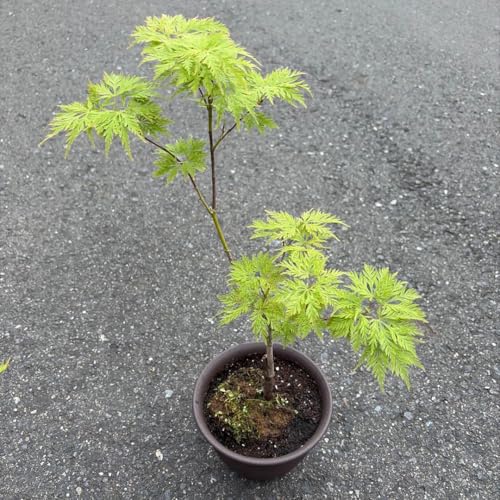 もみじの鉢植え 山もみじ ハケメ丸鉢を販売｜入門は盆栽妙 – 盆栽妙 本店