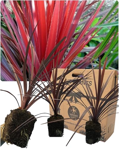 Cordyline Plants Outdoor Evergreen Perennial - 3 Large Garden Ready Burgundy-Red Foliage Hardy Cabbage Palm Trees. Established Rootball. Easy-Care Patio Container or Border Plant. Peat Free UK Grown