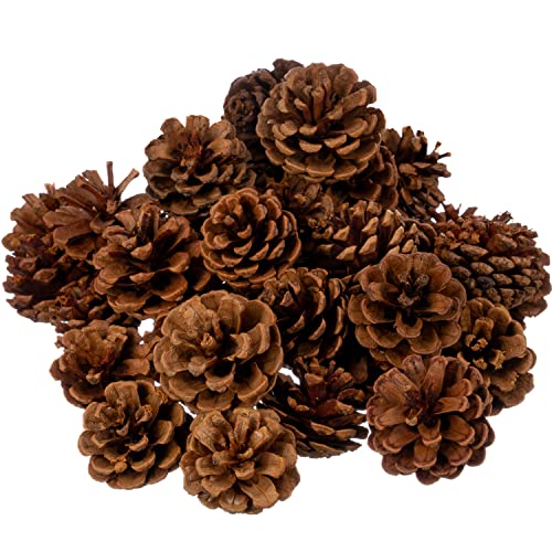 Nautical Crush Trading Cinnamon Scented Pinecones 1 lb for Decorating - 40 Pack Small Cinnamon Pinecones for Crafts and Vase Filler - Cinnamon Fragrance Pine Cones