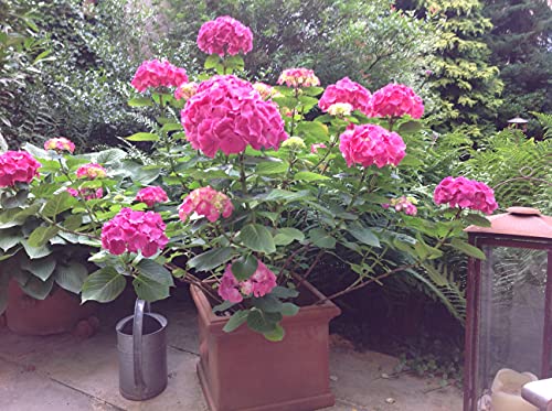 Ballhortensie \'Forever & Ever® Red\' Ballhortensie \'Forever & Ever® Red\'