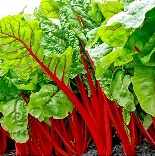 300+ Swiss Chard Rhubarb Seeds Vegetable Seeds for Planting Home Gardens Non-GMO