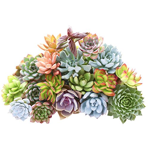400 PCS Mixed Succulent Seeds Lithops Living Stones Plants Cactus Exotic Plant DIY Home Garden