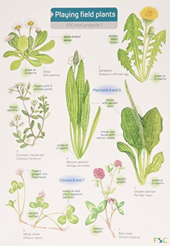 Playing Field Plants (FSC Mini Projects) by Rebecca Farley (2005-10-06)