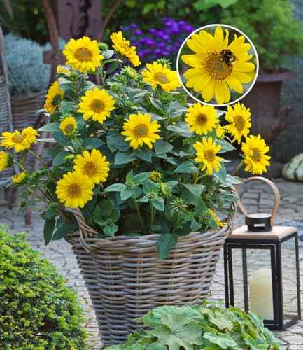 BALDUR Garten 1x Winterharte Sonnenblume SunCatcher Pflanze im 13 cm-Topf Helianthus bienen- & schmetterlingsfreundlich winterharte Stauden-Sonnenblume mehrjährig blühend