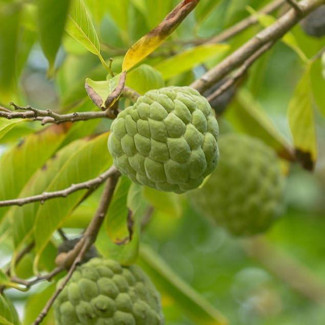 Plant World Seeds - Custard Apple Seeds (Exotic Fruit Seeds)