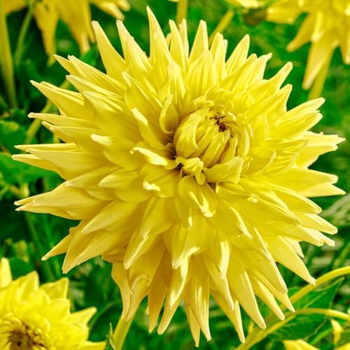 Dahlien Knollen - 5 Zwiebeln - Kaktus Dahlie Gelb Blumenzwiebeln - Echte Pflanzen aus Holland - Für Garten, Töpfe und Balkon (kein Samen, nicht künstlich, nicht winterhart)