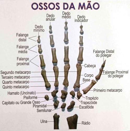 MAPA/POSTER DE ANATOMIA HUMANA - SISTEMA ESQUELÉTICO 1 - LARGURA 89 CM X ALTURA 117 CM