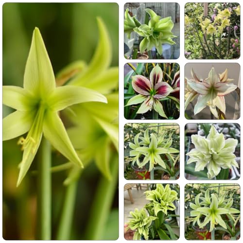 bulbi Amaryllis - Hippeastrum rutilum copertura selvatica del suolo di interni esotici di balcone resistenti bonsái balcone con letti 4pcs