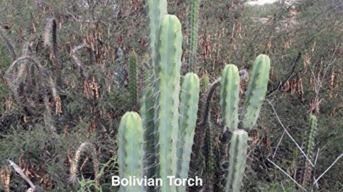 CUSHY 25: Bolivian Torch Seeds (to Bridgesii Cacti)