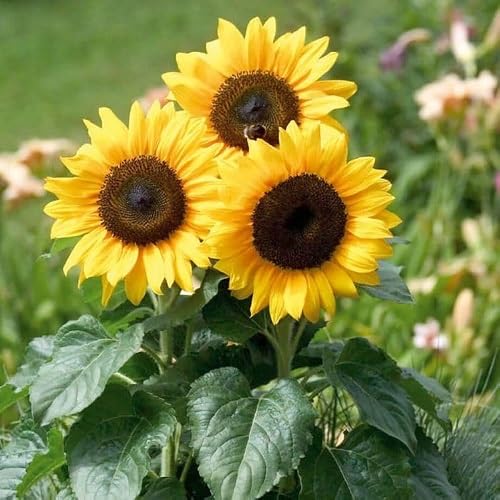 100pcs Sunflower Flower Seeds Yellow Perennial