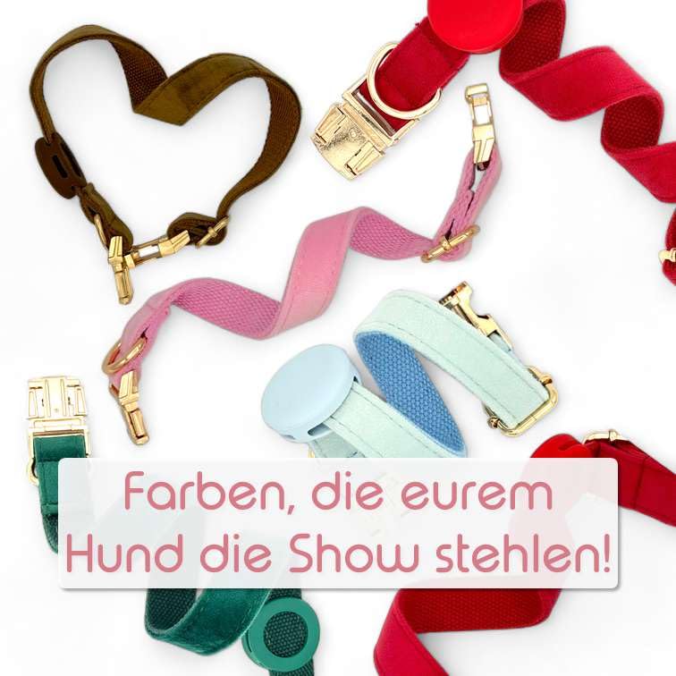 Luxus-Hundehalsband aus Samt mit Airtag-Halterung - Eleganz & Sicherheit für Ihren Vierbeiner in Allen Größen
