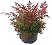 Nandina domestica 'Gulfstream'-Scheinbambus, Himmelsbambus - winterharter, wintergrüner, Zwerg- Strauch 17 cm Topf Kübelpflanze - Beetpflanze