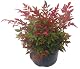 Winterharte Balkonpflanzen Nandina domestica für Garten und Terrasse