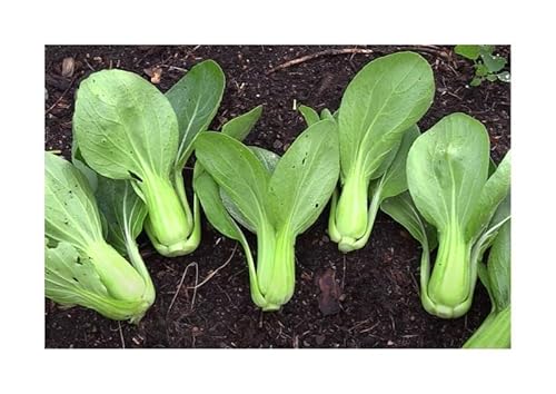 KS92 Mini Pak Choi Green Fortune F1 Leaf Vegetable Seeds Vegetable Garden KS92 Seeds Plants Shop Seed Bench Pullingen Patrik Ipsa
