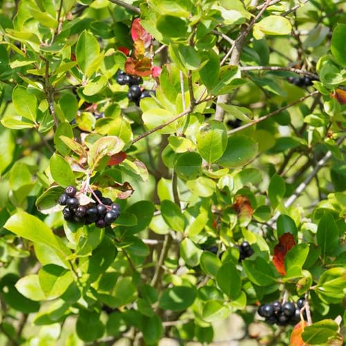 Aronia melanocarpa en maceta con resistentes uso en exteriores. bayas de aronia de interior lugares soleados, balcón, 160semillas