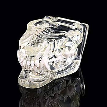 犬歯牙模型 Amazon.co.jp: 犬の歯の模型 Clear Canine Jaw Model 犬歯型 犬
