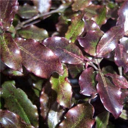 Cross Common Nursery Pittosporum Tom Thumb
